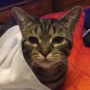 Meet your Posher, Gaylan